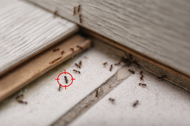 Insect Control in Dinuba, CA