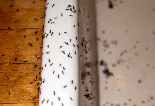Best Wasp Removal Services  in Dinuba, CA